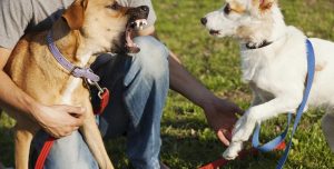 How Much Does a Dog Bite Lawsuit Cost in Georgia?