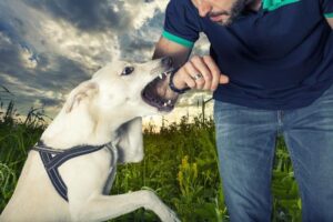 Austell Dog Bite Attorney | 24/7 Support | John Foy & Associates Austell Dog Bite Lawyer