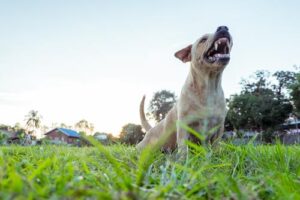 Clarkston Dog Bite Lawyers | John Foy & Associates Clarkston Dog Bite Lawyer