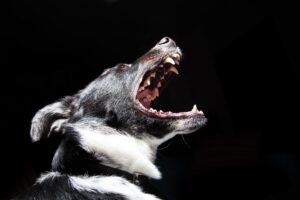 Covington Dog Bite Lawyers | John Foy & Associates Getting bitten by a dog in Covington is a scary experience at any age.