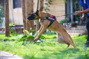 Dacula Dog Bite Lawyers | John Foy & Associates No one wants to believe their dog is capable of biting someone.