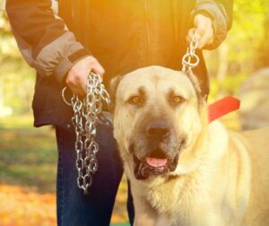 Dallas Dog Bite Lawyers | John Foy & Associates Dallas Dog Bite Lawyer