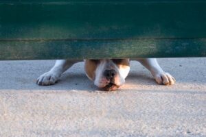 Ellenwood Dog Bite Lawyers | John Foy & Associates Ellenwood Dog Bite and Animal Attack Lawyer
