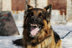 Forest Park Dog Bite Lawyers | John Foy & Associates Forest Park Dog Bite Lawyer