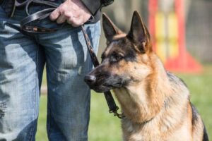 Loganville Dog Bite Lawyers | John Foy & Associates Loganville Dog Bite Lawyer