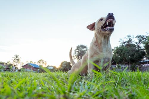 Newnan Dog Bite Lawyer