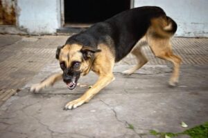 Smyrna Dog Bite Lawyers | John Foy & Associates Smyrna Dog Bite Lawyer