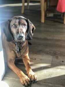 Union City Dog Bite Lawyers | John Foy & Associates Union City Dog Bite Lawyer