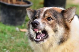 Dog Bite and Animal Attack Lawyer in Woodstock, GA | John Foy & Associates Woodstock Dog Bite and Animal Attack Lawyer