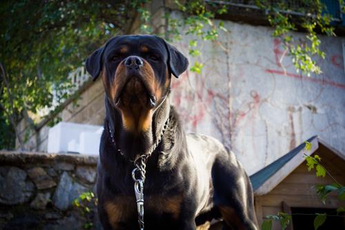 Lilburn Dog Bite Lawyer