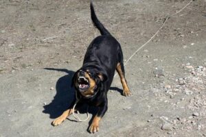Statesboro Dog Bite Lawyers | John Foy & Associates Statesboro Dog Bite Lawyer