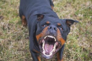 Lithia Springs Dog Bite Lawyers | John Foy & Associates Lithia Springs Dog Bite Lawyer