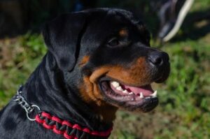 Mableton Dog Bite Lawyers | John Foy & Associates Mableton Dog Bite Lawyer