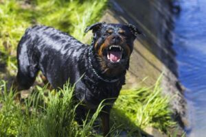 Morrow Dog Bite Lawyers | John Foy & Associates Morrow Dog Bite Lawyer