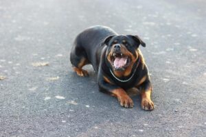 Peachtree City Dog Bite Lawyers | John Foy & Associates Peachtree City Dog Bite Lawyer