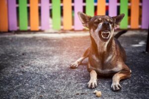 Peachtree Corners Dog Bite Lawyers | John Foy & Associates Peachtree Corners Dog Bite Lawyer