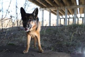 St. Mary's Dog Bit Lawyers | John Foy & Associates St. Mary’s Dog Bite Lawyer