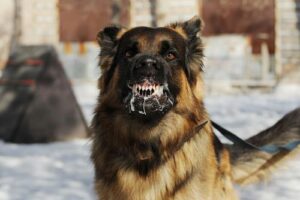 Tifton Dog Bite Lawyers | John Foy & Associates Tifton Dog Bite Lawyer