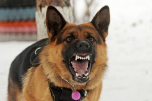 Dublin Dog Bite Lawyers | John Foy & Associates Dublin Dog Bite Lawyer