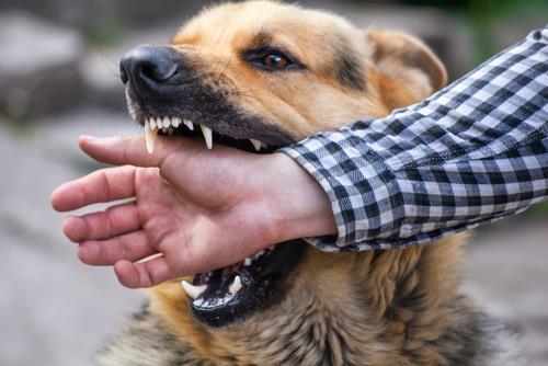 Monroe Dog Bite Lawyer