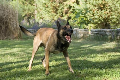 North Druid Hills Dog Bite Lawyer