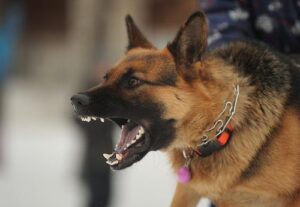 Sugar Hill Dog Bite Lawyers | John Foy & Associates Sugar Hill Dog Bite Lawyer
