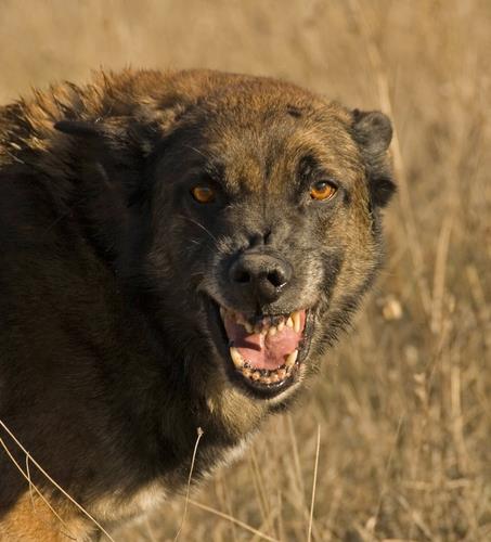 Thomasville Dog Bite Lawyer