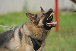 Valdosta Dog Bite Lawyers | John Foy & Associates Valdosta Dog Bite Lawyer