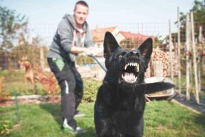 What Can I Do to Prevent Dog Bites and Animal Attacks?
