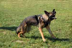 A German shepherd aggressively barks showing teeth.