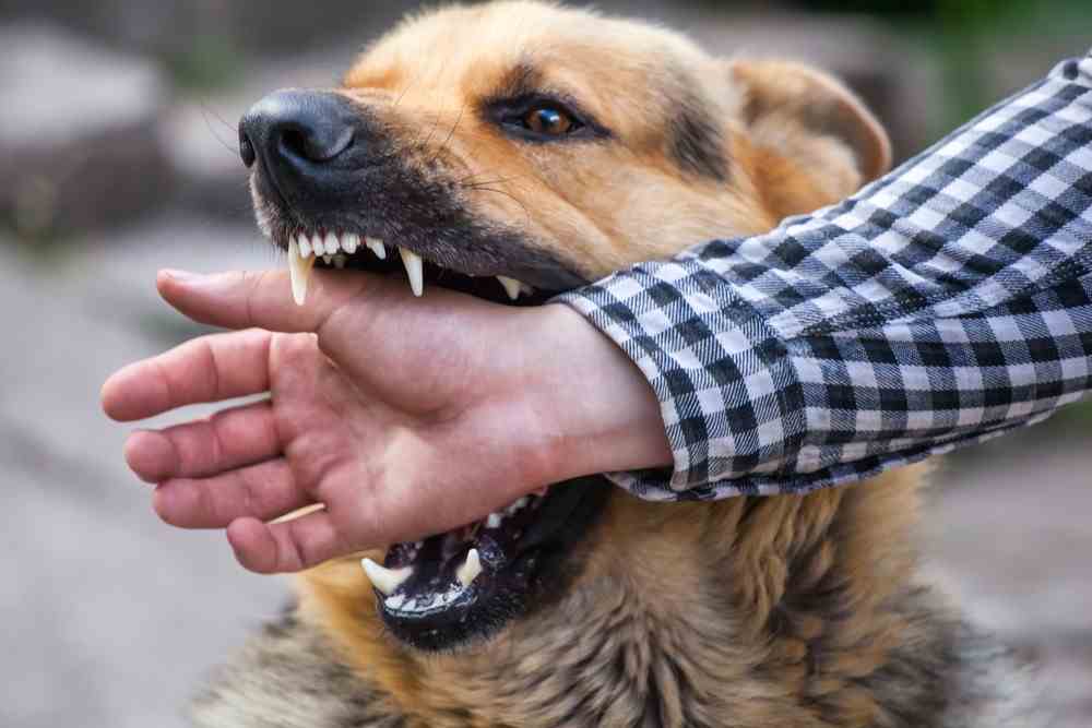 Dog Bite Injury Lawyer