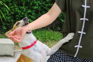 What Damages Can I Claim After a Dog Bite Injury? | No Upfront Fees A dog bites a woman’s arm.