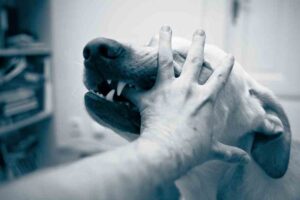 Who Can I Sue for My Dog Bite Injury?