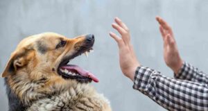 Do I Need to Report a Dog Bite in Georgia? | Free Consultation Available A man has his hands out in fear as a German shepherd growls at him.