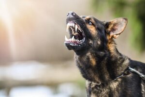 Riverdale Dog Bite Lawyers | No Upfront Fees | 24/7 Support aggressive dog showing teeth