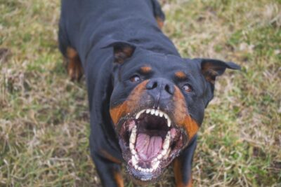 Aggressive rottweiler