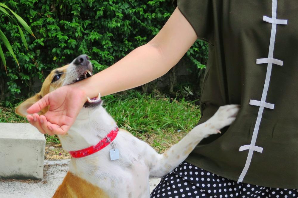 Ellenwood Dog Bite Lawyer
