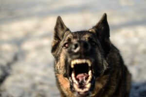 Alpharetta Dog Bite Lawyers | Over $1 Billion in Settlements vicious dog barking and baring teeth
