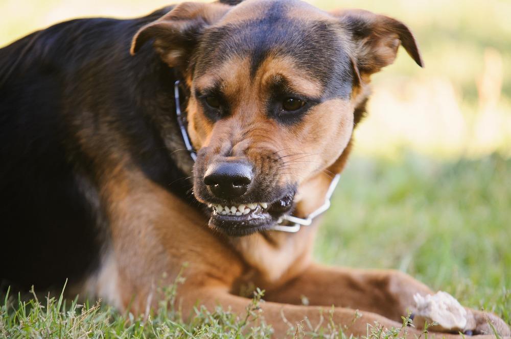 Stone Mountain Dog Bite Lawyer