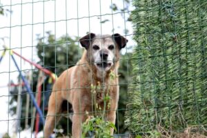 Decatur Dog Bite Lawyers | John Foy & Associates A threatening dog behind a weak fence.