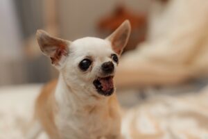 Dog Bite Lawyer in College Park | Free Consultations chihuahua barking
