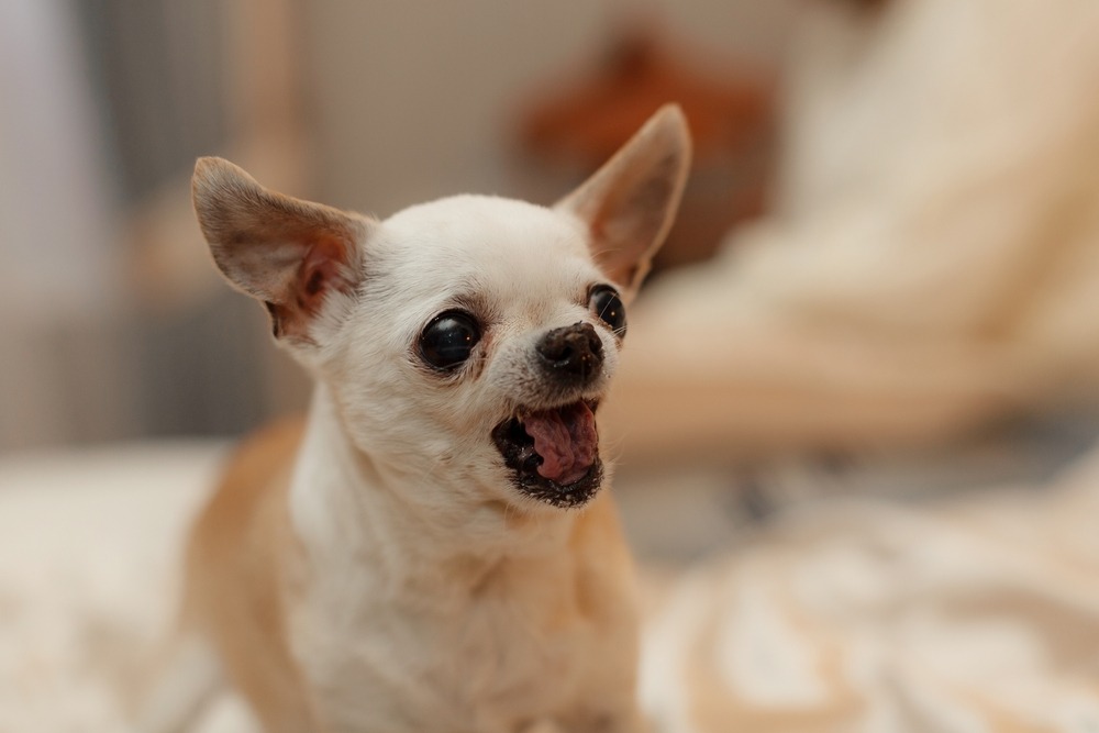 College Park Dog Bite Lawyer