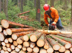 lumberjack sawing trees