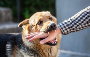 Carrollton Dog Bite Lawyers | John Foy & Associates Carrollton Dog Bite Lawyer