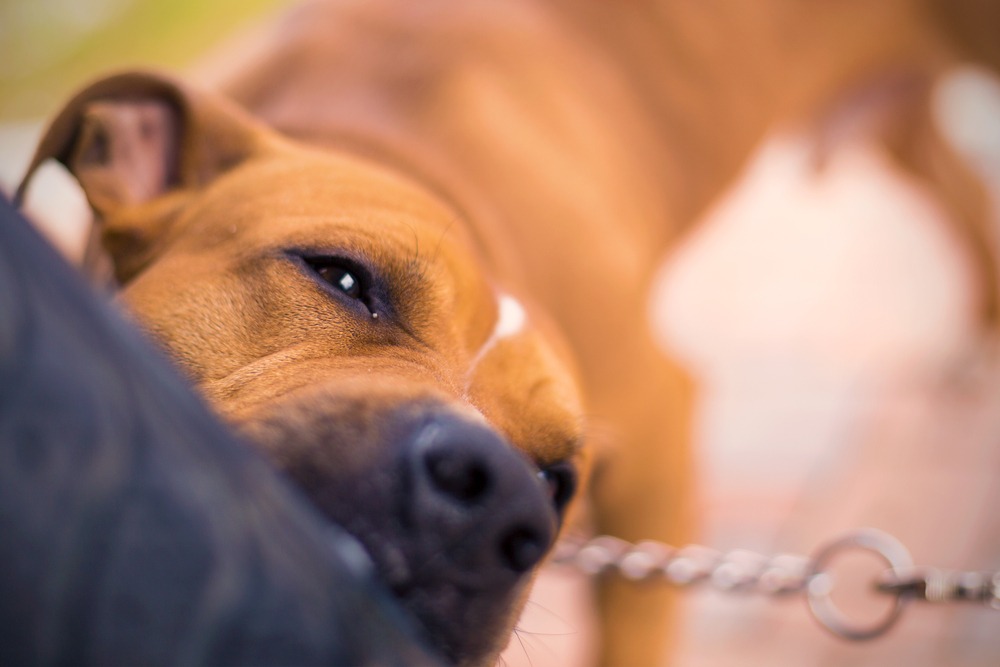 Johns Creek Dog Bite Lawyer
