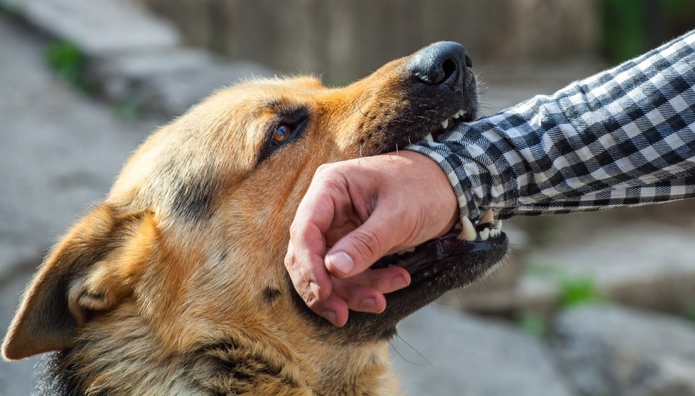 Dog Bite Lawyer Fresno