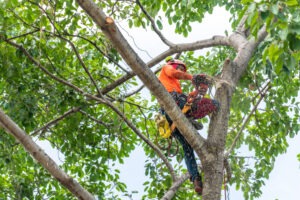 tree service worker in tree