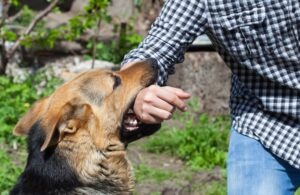 Can You Get Workers’ Comp for Dog Bite Injuries in Georgia?