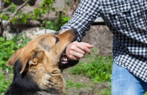 a German Shepherd biting a man’s wrist