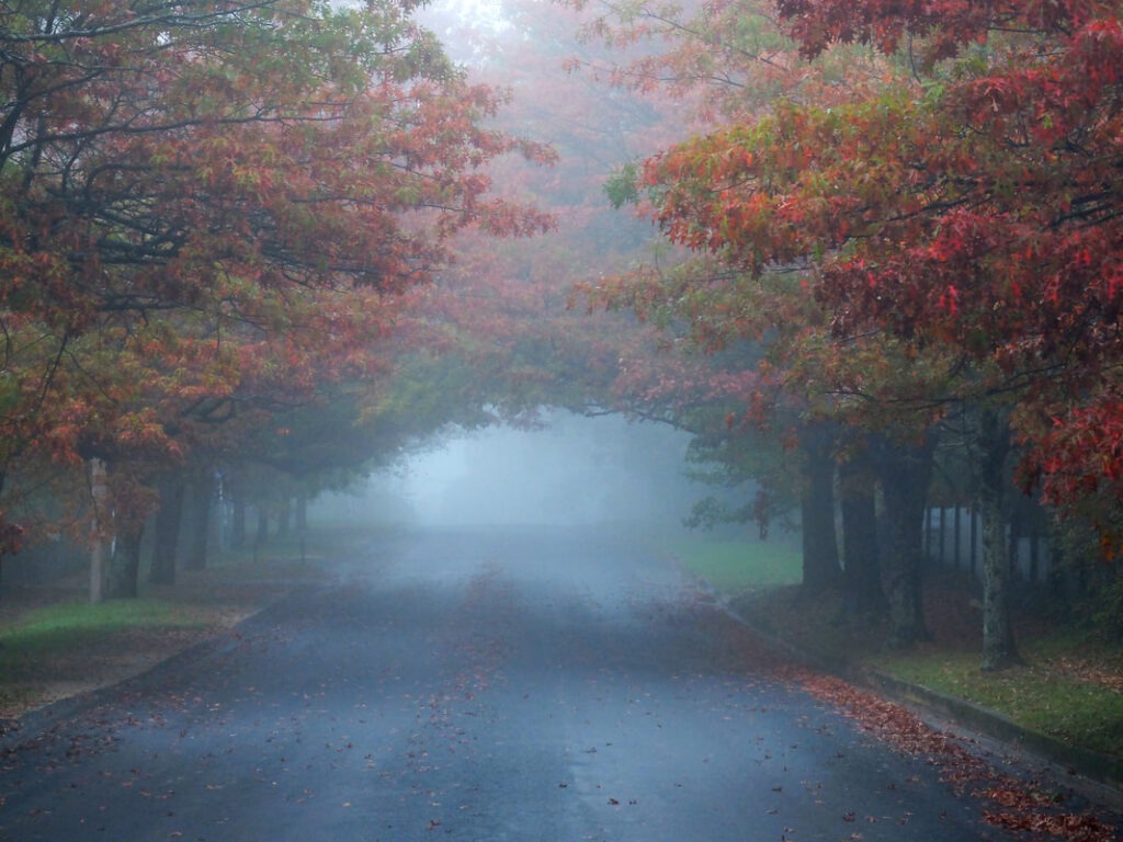 Does Fall Foliage Season Increase Car Accident Risks in Georgia?